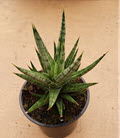 Francissi Sansevieria